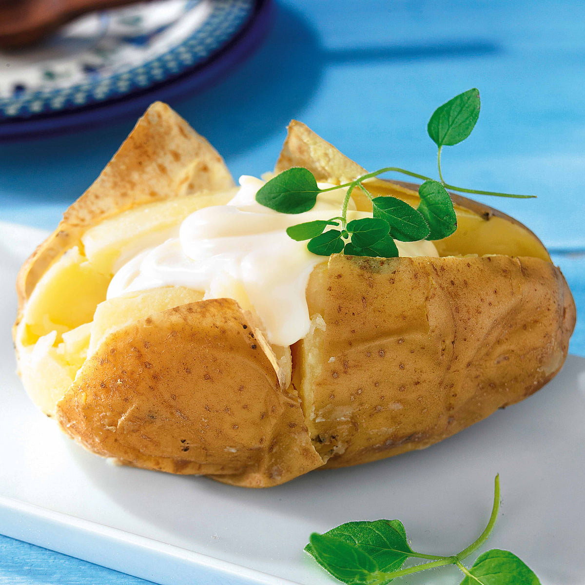 Pomme de terre Caesar (1,5 kg) - Solanum tuberosum  caesar - Willemse