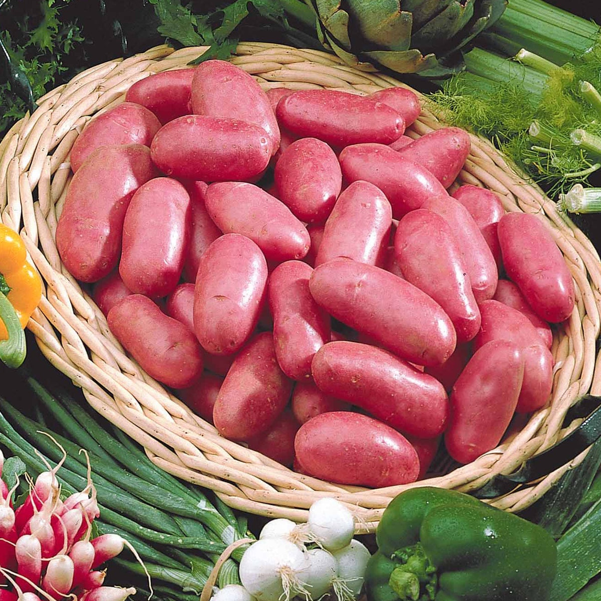 Pomme de terre Chérie (1,5 kg) - Willemse