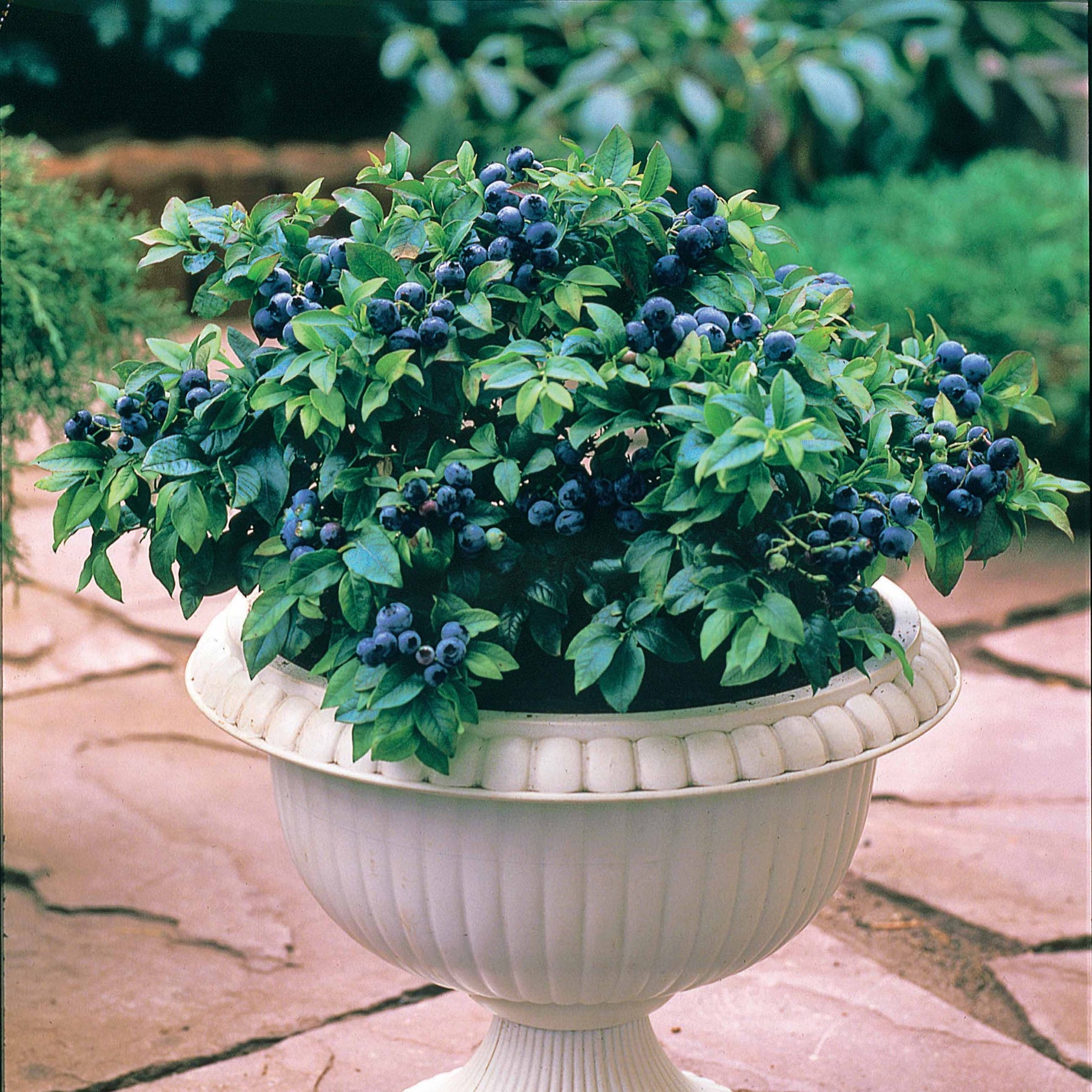 Myrtille Top Hat - Willemse