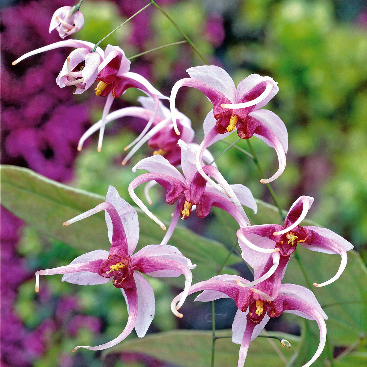 Epimedium Madame Butterfly - Willemse