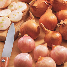 2 Sachets de bulbes d'Échalote Lyska - Willemse