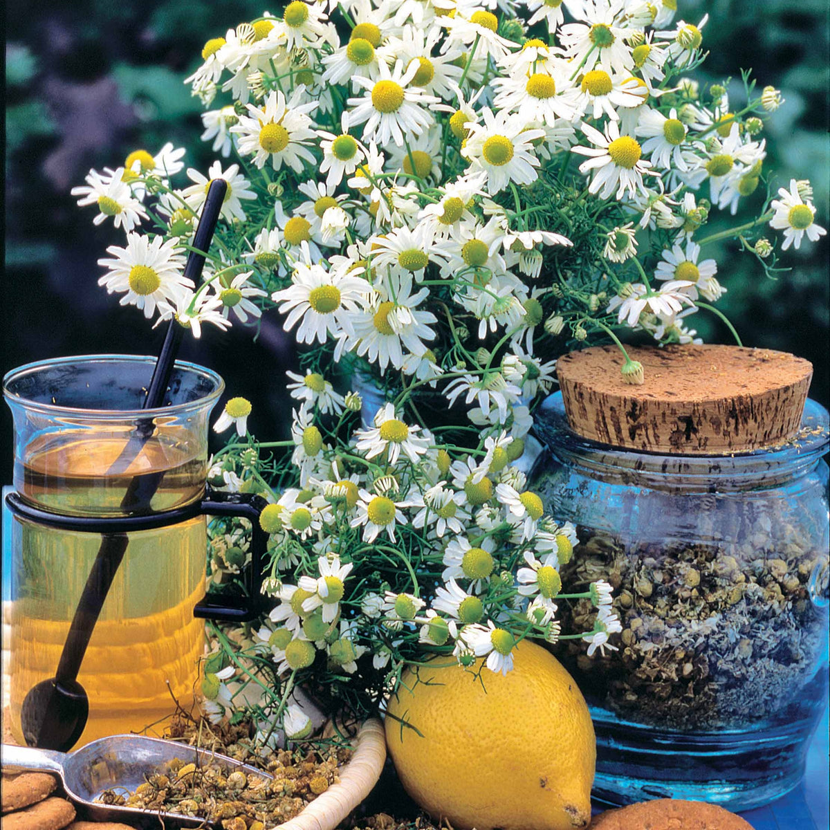 Camomille allemande - Willemse