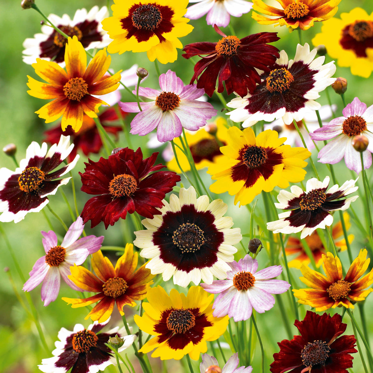 3 Coréopsis en mélange - Willemse