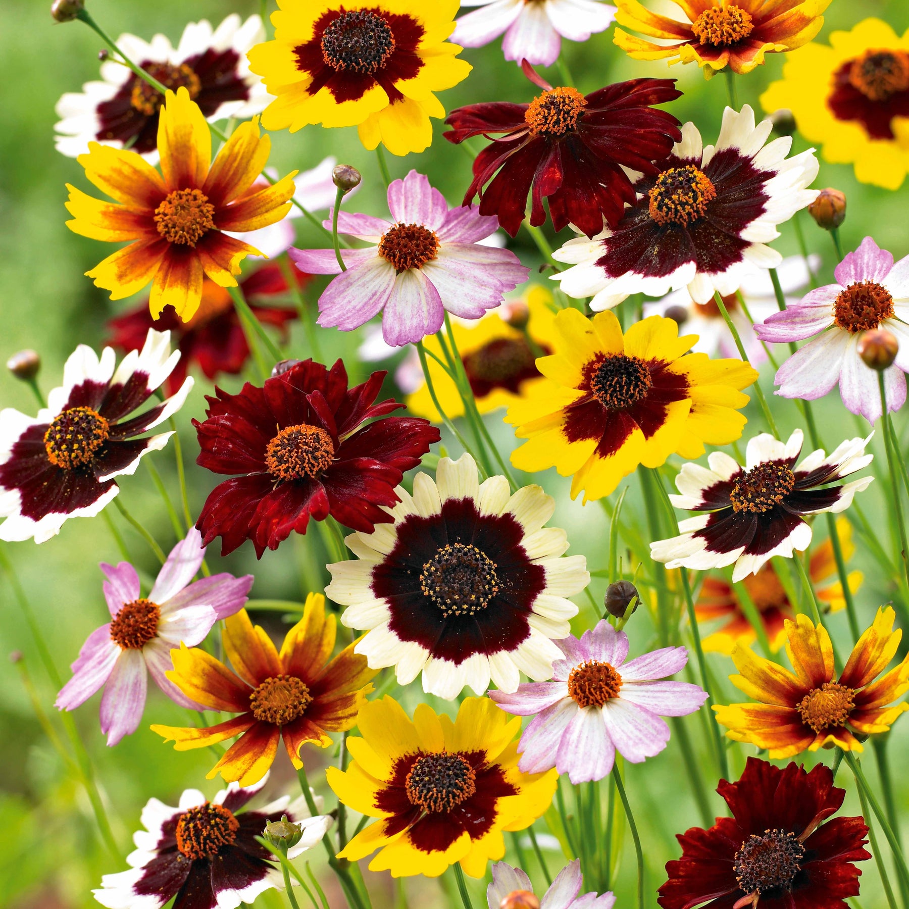 3 Coréopsis en mélange - Willemse