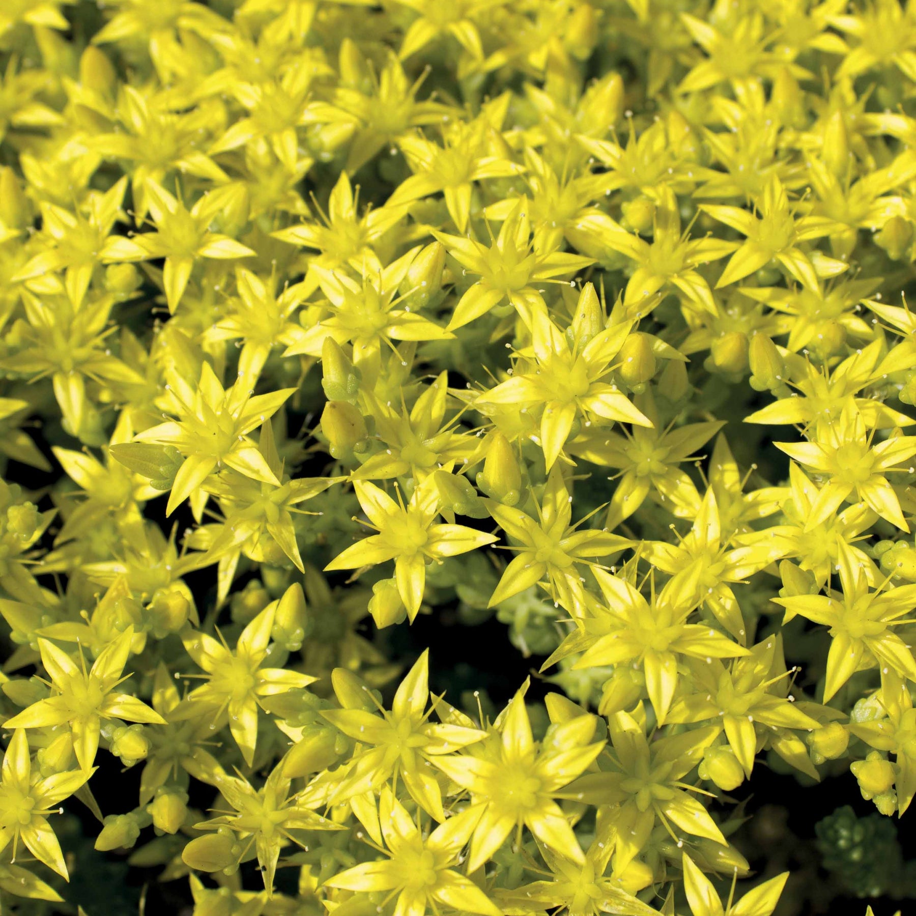 6 Poivres des murailles - Sedum acre - Willemse