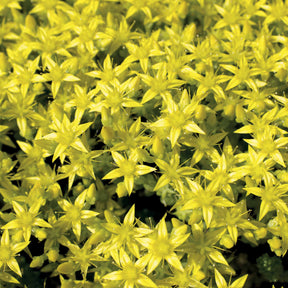 6 Poivres des murailles - Sedum acre - Willemse