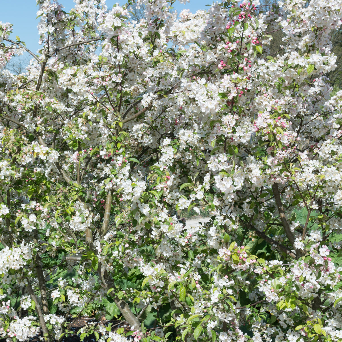 Pommier à fleurs Everest - Willemse