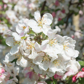 Malus everest - Pommier à fleurs Everest - Pommier à fleurs