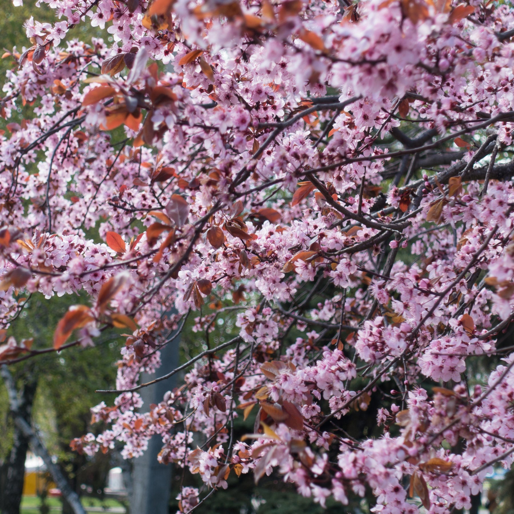 Prunus pissardii - Willemse