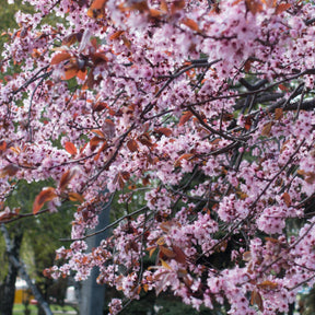 Prunus pissardii - Willemse