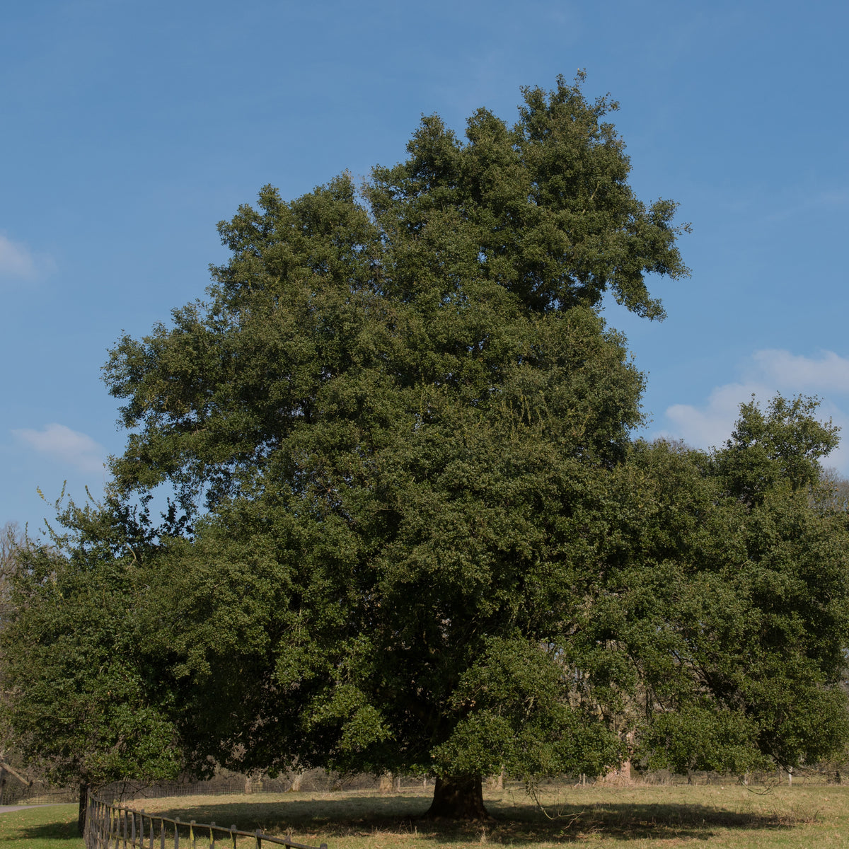 Chêne vert - Willemse