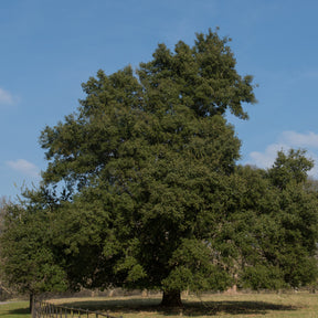 Chêne vert - Willemse
