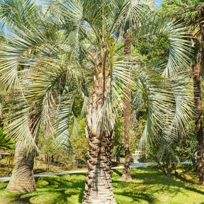 Palmier à vin - Willemse