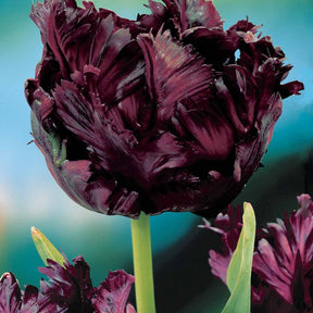 10 Tulipes perroquet Black Parrot - Willemse