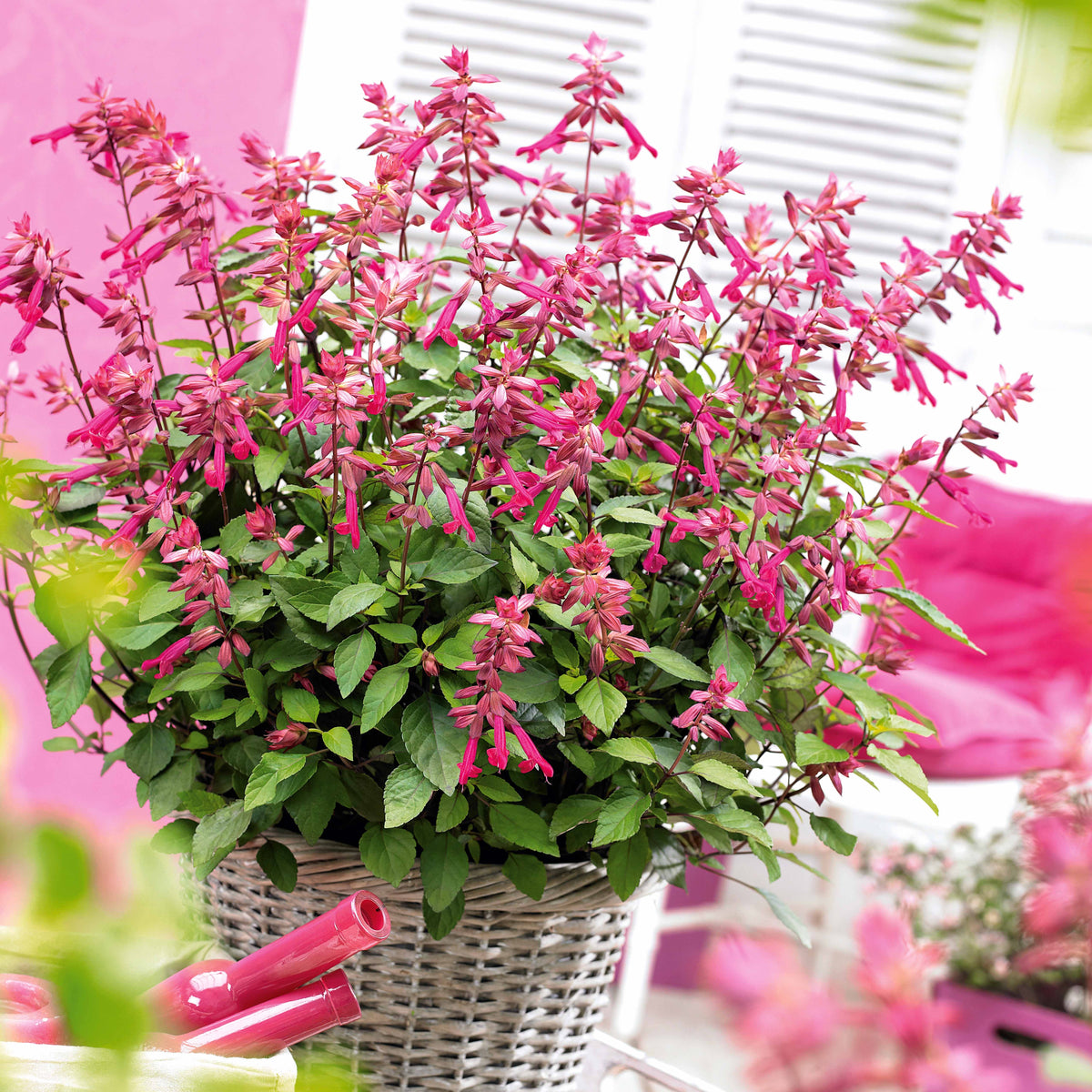 3 Sauges Wendy - Willemse