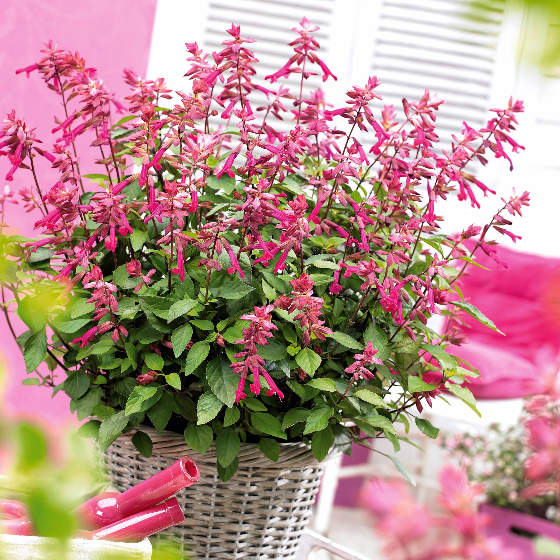 3 Sauges Wendy - Willemse