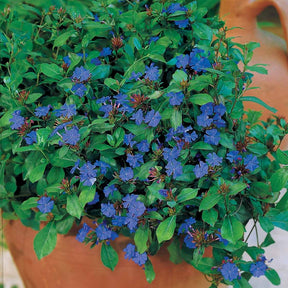 3 Plumbagos de Chine - Ceratostigma plumbaginoides - Willemse