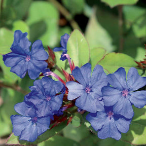 Ceratostigma plumbaginoides - 3 Plumbagos de Chine - Fleurs vivaces