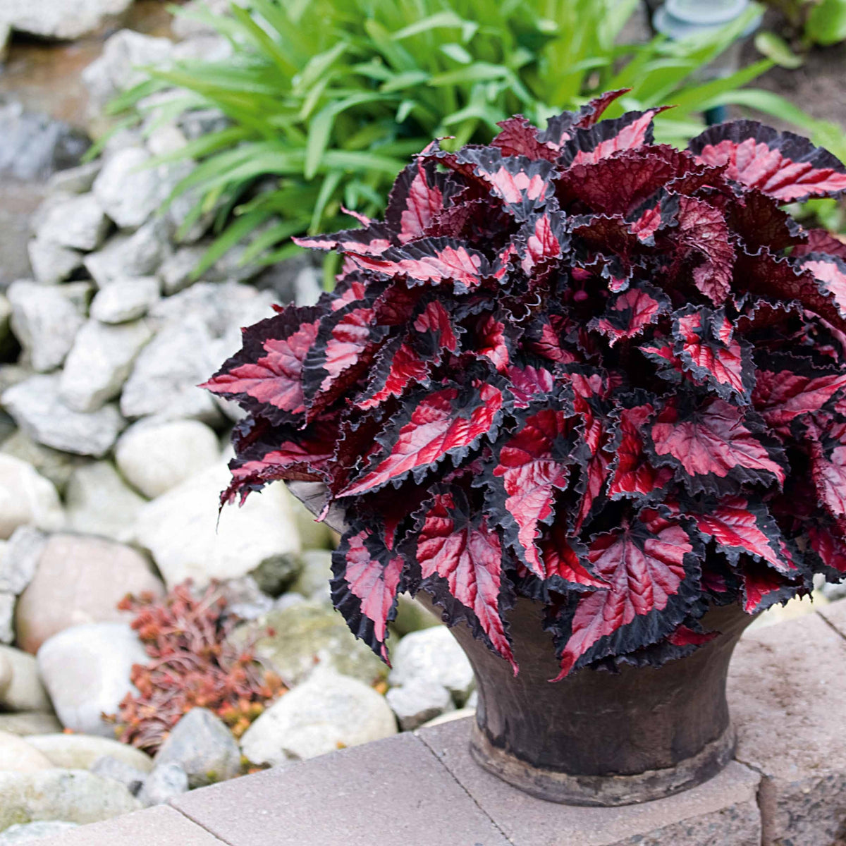 Bégonia Nuit Inca - Willemse