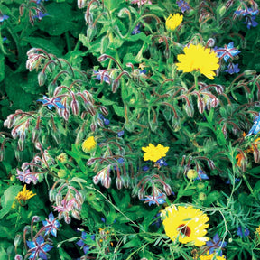 Fleurs en mélange anti-limaces -  - Willemse