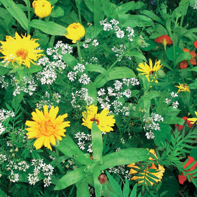 - Fleurs en mélange anti-pucerons - Mélanges fleuris