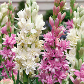 Tubéreuse double rose - Polianthes tuberosa pink sapphire - Willemse