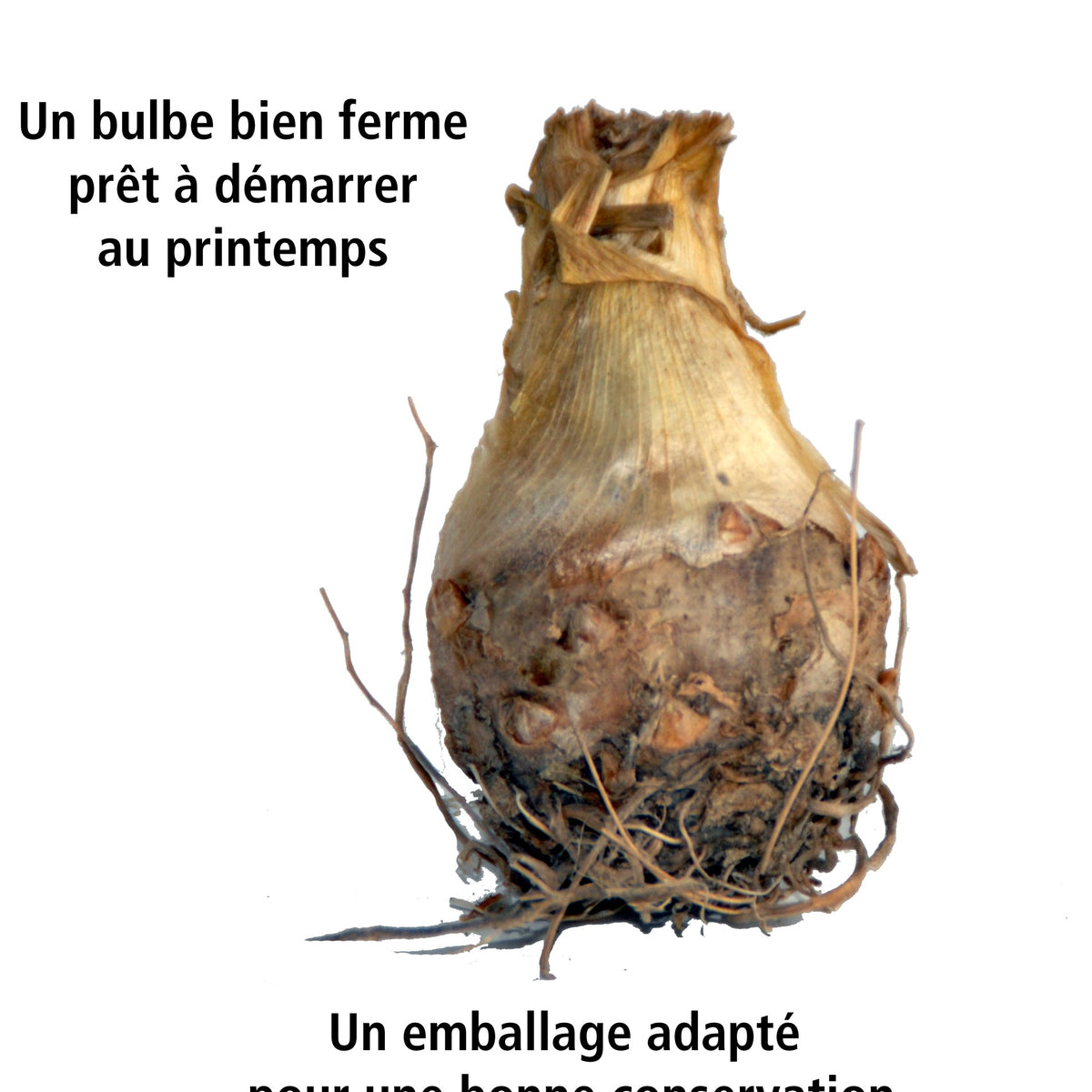 Tubéreuse double blanche - Polianthes tuberosa the pearl - Willemse