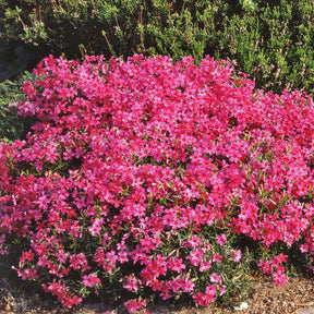 3 Phlox mousse roses - Phlox subulata Moerheimii - Willemse