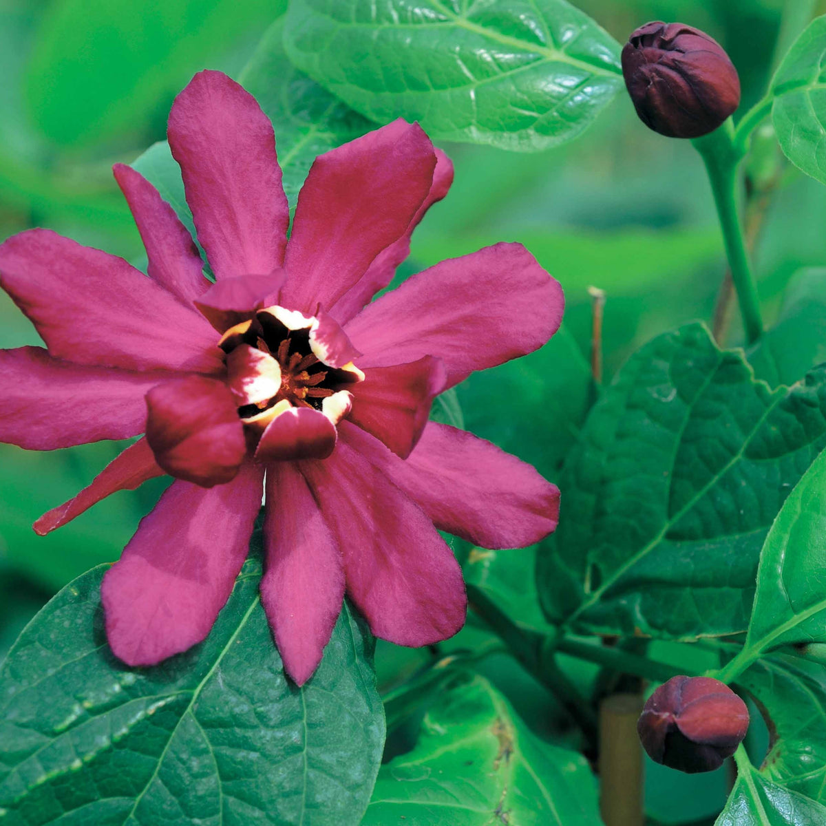 Arbre aux anémones rouge - Willemse