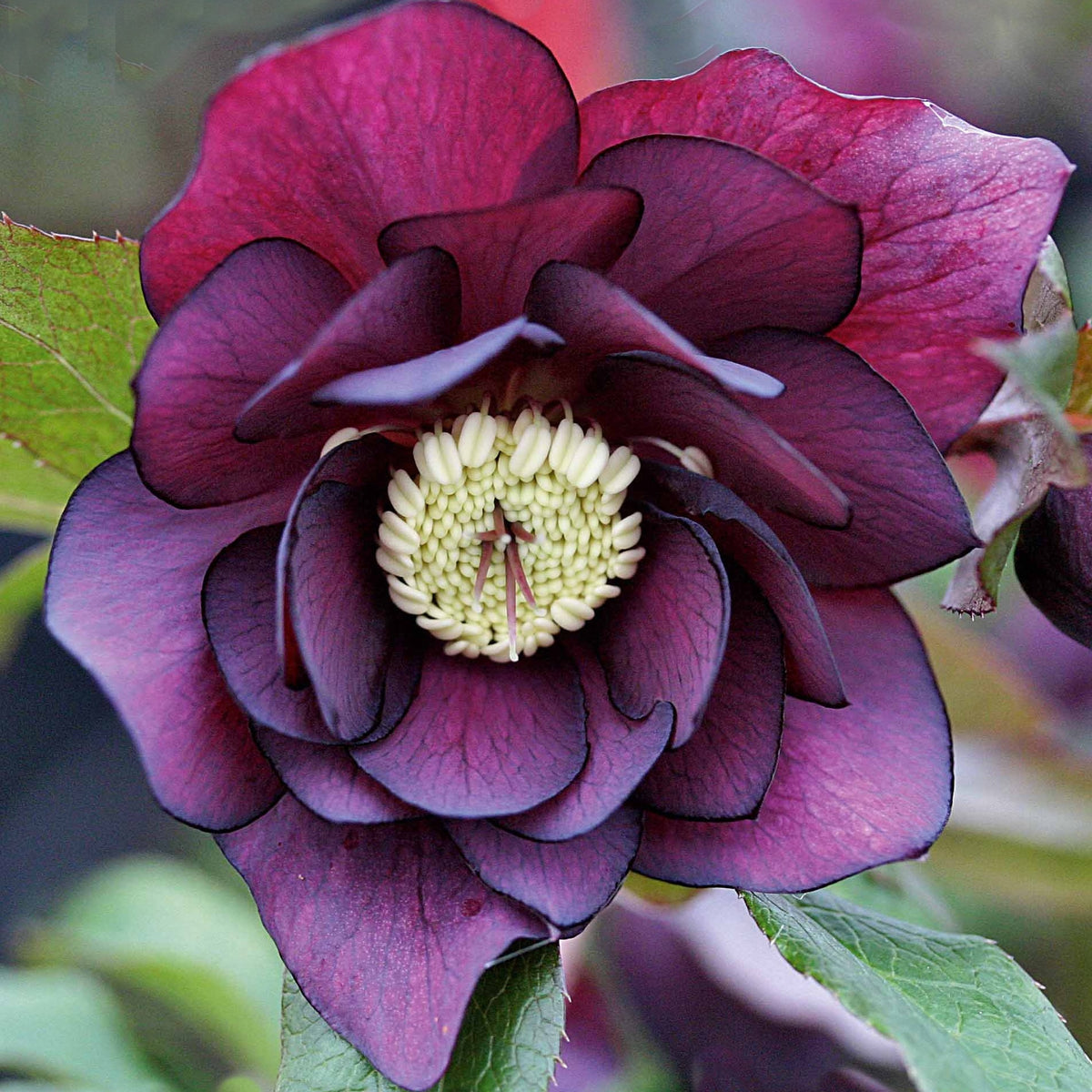 Hellébores d'Orient doubles pourpres - Willemse