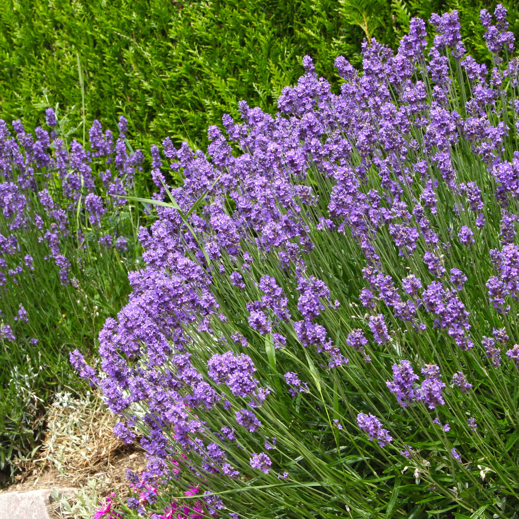 6 Lavandes bleues - Willemse