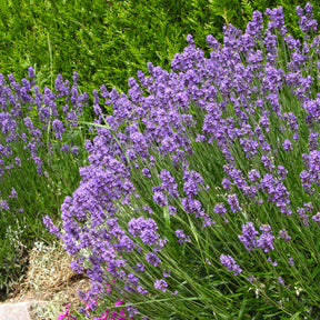 6 Lavandes bleues - Willemse