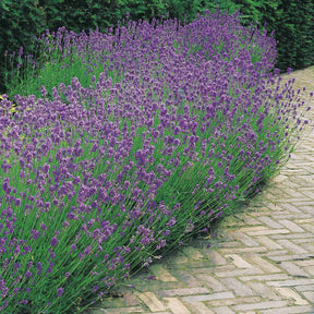 6 Lavandes bleues - Lavandula angustifolia munstead - Willemse