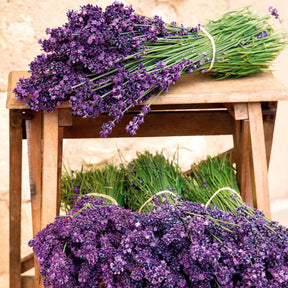Lavandula angustifolia munstead - 6 Lavandes bleues - Lavandes