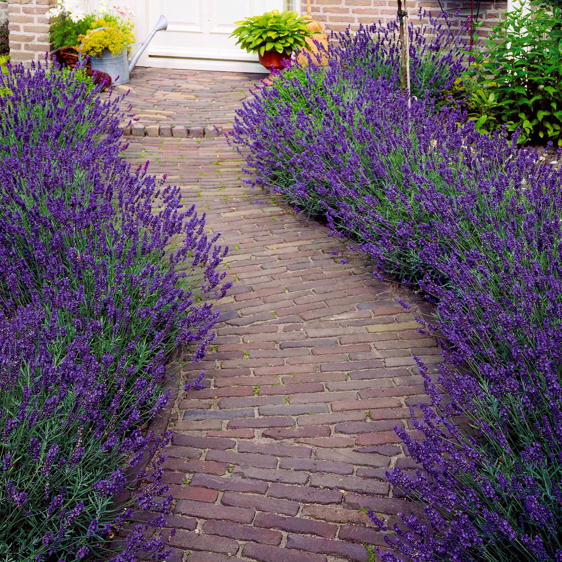Lavandes - 6 Lavandes bleues - Lavandula angustifolia munstead