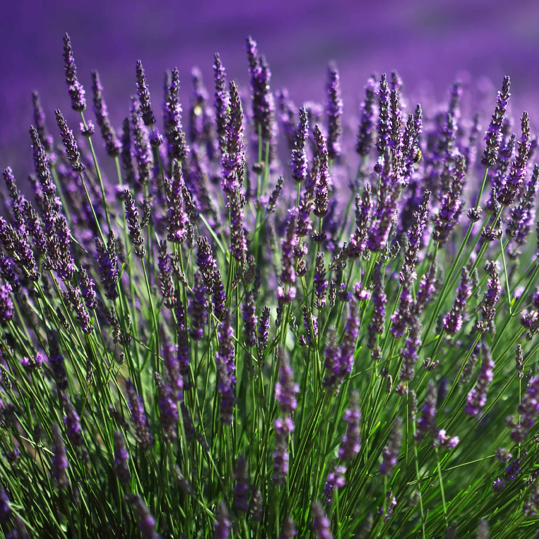 Vente 6 Lavandes bleues - Lavandula angustifolia munstead