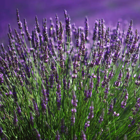 Vente 6 Lavandes bleues - Lavandula angustifolia munstead