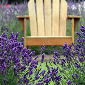 Vente 6 Lavandes bleues