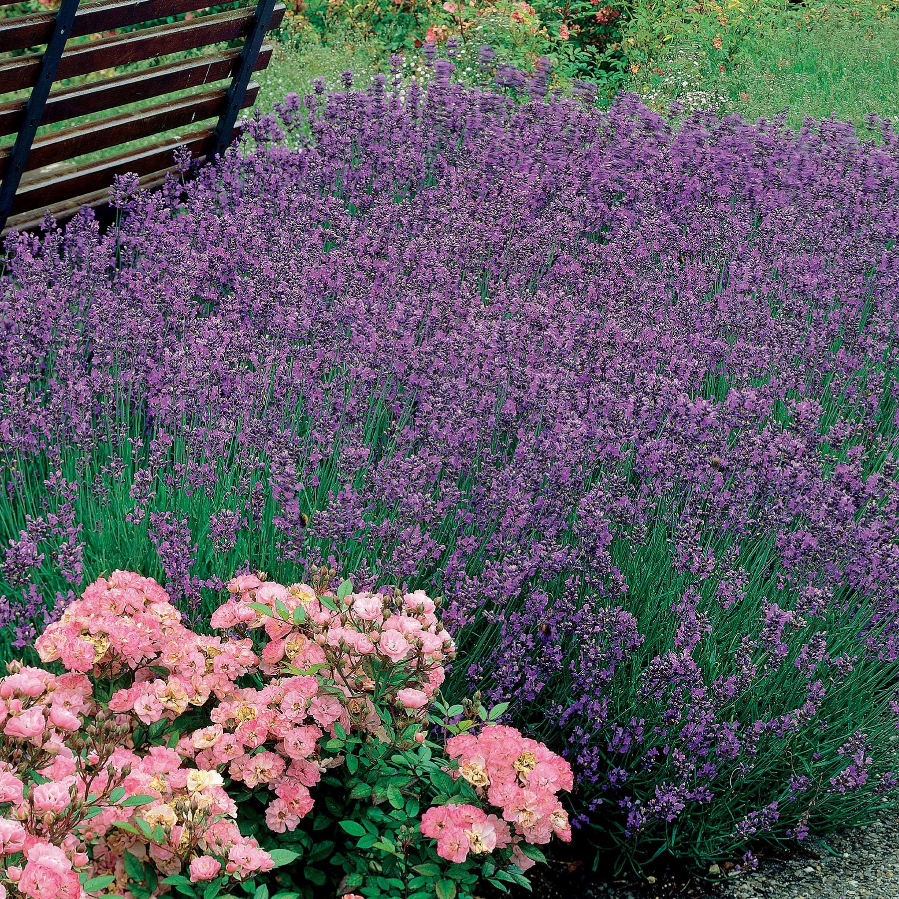 6 Lavandes bleues - Lavandes - Willemse