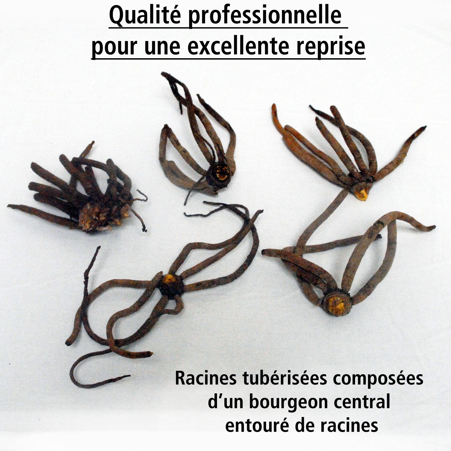 5 Eremurus en mélange - Eremurus - Willemse