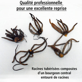 5 Eremurus en mélange - Eremurus - Willemse