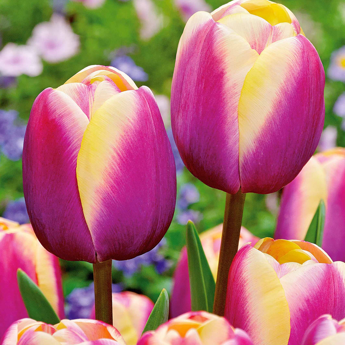10 Tulipes Triomphe Atlantis - Willemse