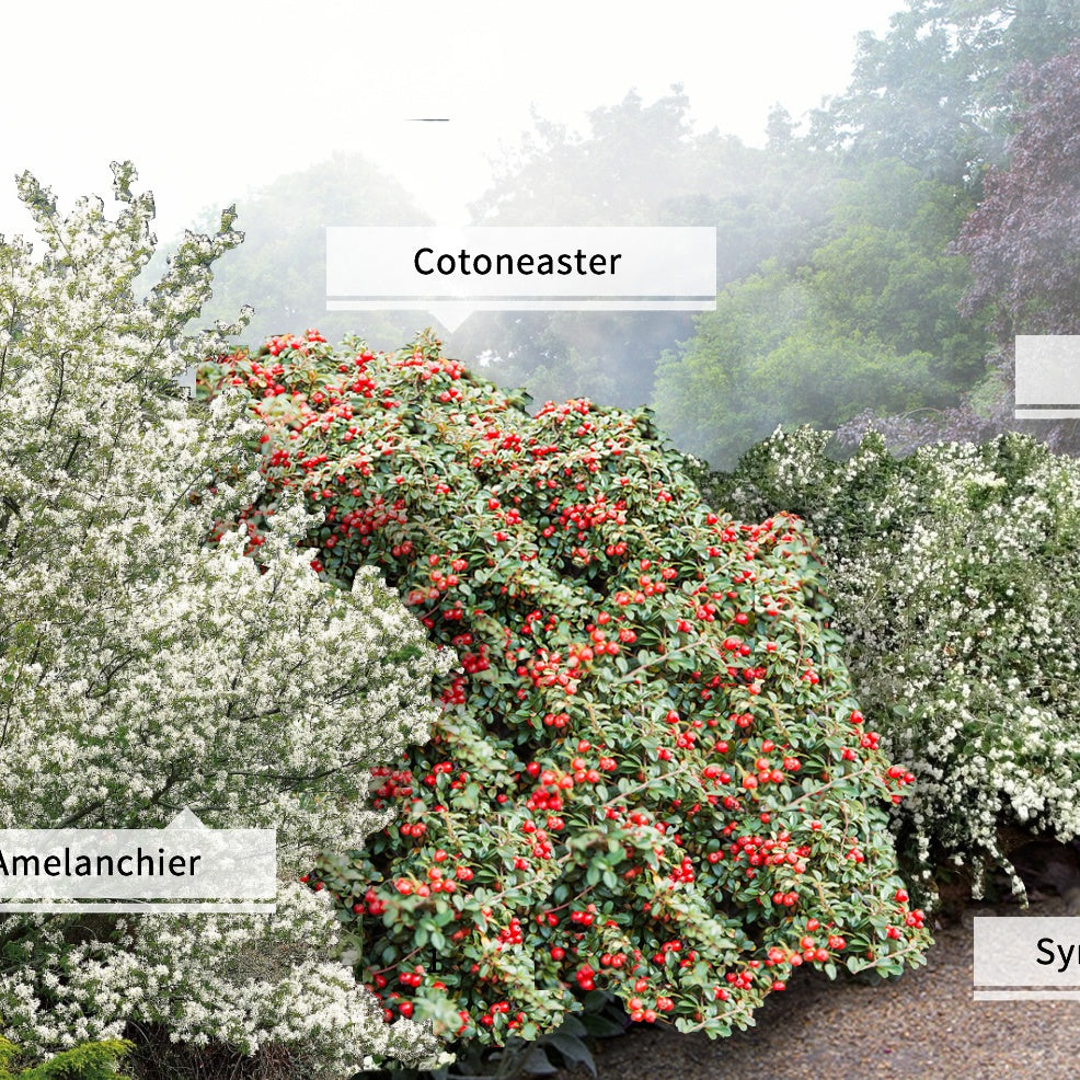 Collection Haie aux oiseaux - 4 arbustes - Haie de 3 m linéaire - Willemse