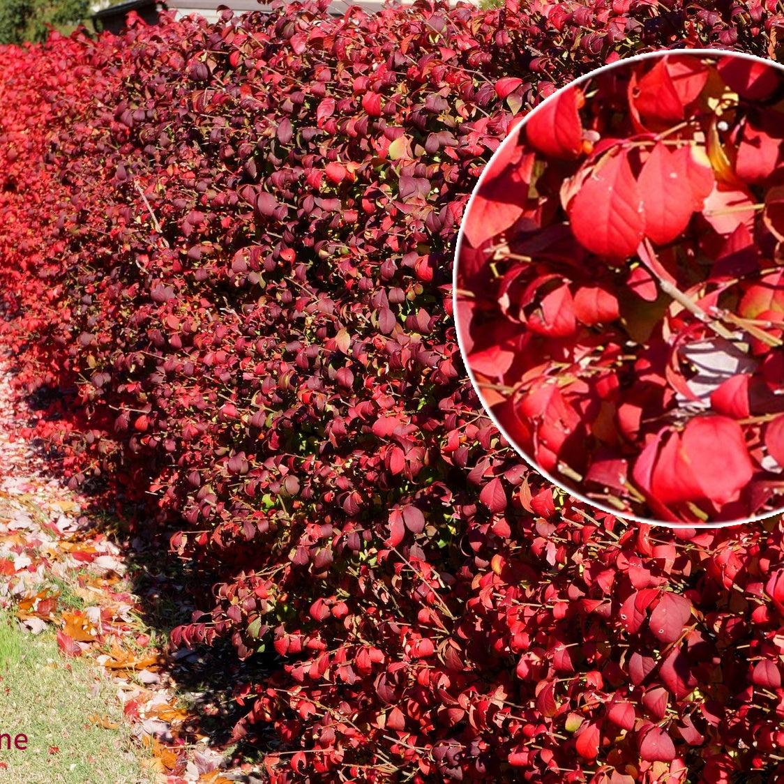 Collection Haie aux oiseaux - 4 arbustes - Haie de 3 m linéaire - Cotoneaster francetii, amelanchier lamarckii, euonymus, symphoricarpo - Willemse