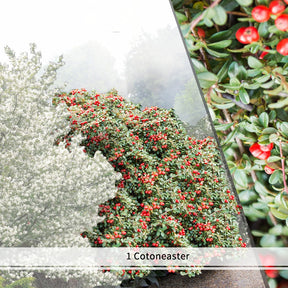 Vente Collection Haie aux oiseaux - 4 arbustes - Haie de 3 m linéaire - Cotoneaster francetii, amelanchier lamarckii, euonymus, symphoricarpo