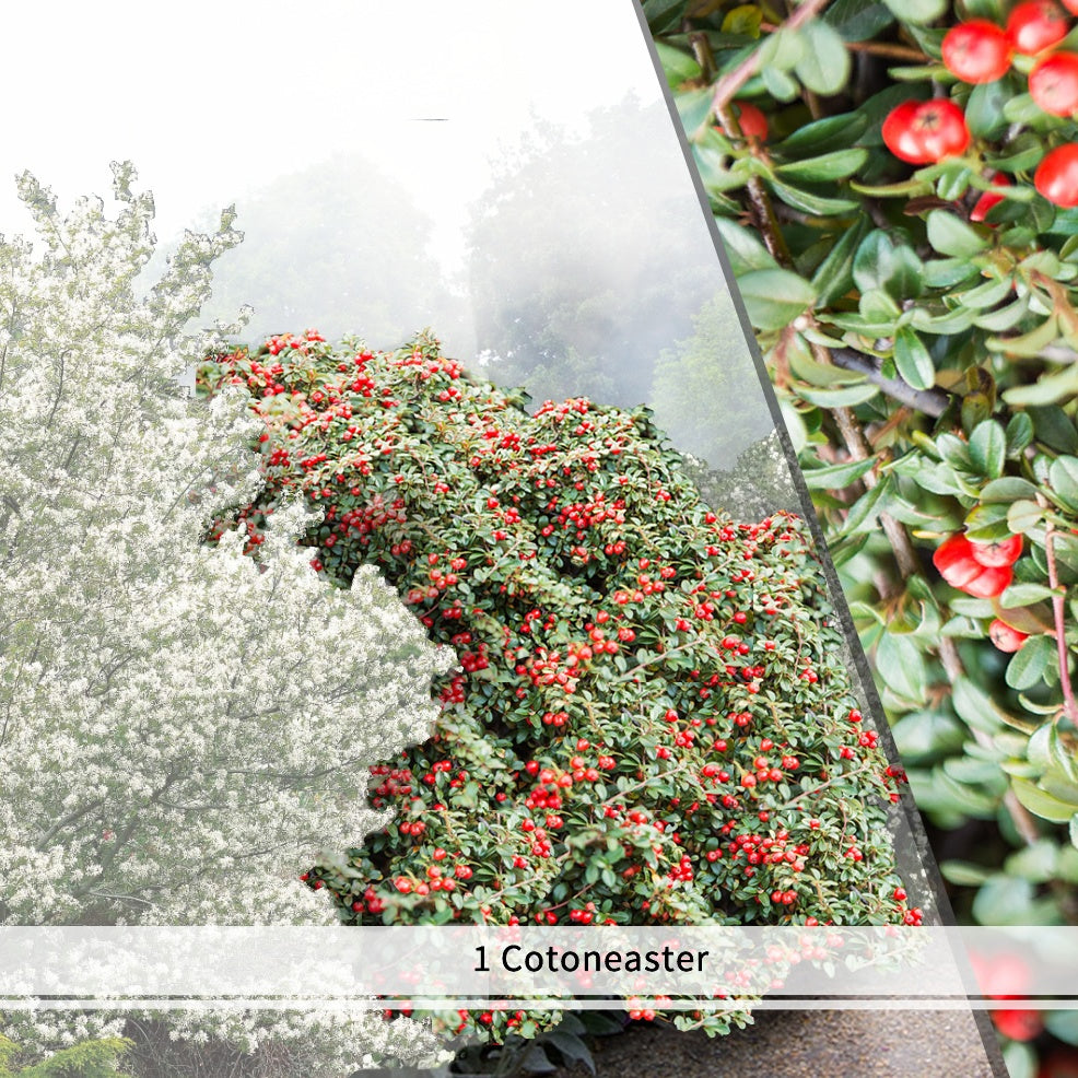 Vente Collection Haie aux oiseaux - 4 arbustes EXTRA - Haie de 3 m long - Cotoneaster franchetii, amelanchier lamarckii, euonymus, symphoricarp