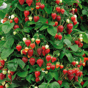 10 Fraisiers grimpants et remontants Mount Everest - Willemse