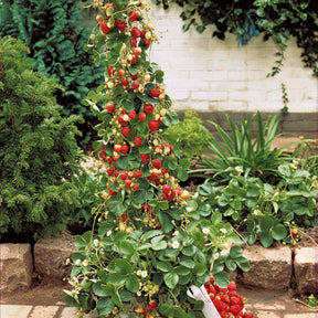Fragaria mount everest - 10 Fraisiers grimpants et remontants Mount Everest - Fraisiers