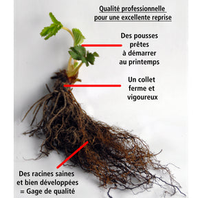 Vente 10 Fraisiers grimpants et remontants Mount Everest - Fragaria mount everest