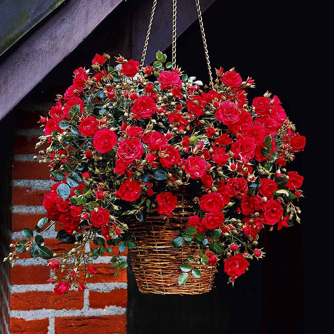 Rosier Red Fairy - Willemse